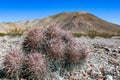 Cottontop cactus (Echinocactus polycephalus), Cacti in the stone desert in the foothills, Arizona