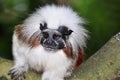 Cottontop Tamarin