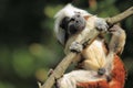 Cottontop tamarin Royalty Free Stock Photo