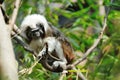 Cottontop tamarin