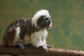 Cottontop tamarin