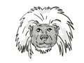 Cottontop Tamarin Endangered Wildlife Cartoon Retro Drawing Royalty Free Stock Photo