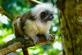 Cottontop Tamarin monkey portrait on the jungle