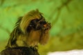 The Cottontop Tamarin Saguinus oedipus, aka the Pinche Tamarin, is a small New World monkey eating fruit. It is found in Royalty Free Stock Photo