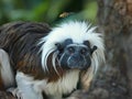 The Cottontop Tamarin Saguinus oedipus, also known as the PinchÃÂ© Tamarin, is a small New World monkey weighing less than 1kg Royalty Free Stock Photo