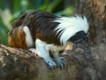 The Cottontop Tamarin Saguinus oedipus, also known as the PinchÃÂ© Tamarin, is a small New World monkey weighing less than 1lb Royalty Free Stock Photo