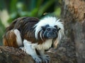 The Cottontop Tamarin Saguinus oedipus, also known as the PinchÃÂ© Tamarin, is a small New World monkey weighing less than 1lb 0. Royalty Free Stock Photo