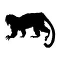 Cottontop Tamarin Saguinus Oedipus Silhouette Vector Found In Map Of South America