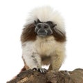 Cottontop Tamarin, Saguinus oedipus Royalty Free Stock Photo