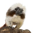 Cottontop Tamarin, Saguinus oedipus Royalty Free Stock Photo