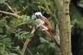 Cottontop tamarin