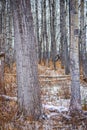 Cottonwood and Aspen Forest