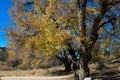 Cottonwood at Lake Roberts in New Mexico