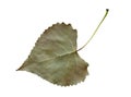 Cottonwood Leaf Royalty Free Stock Photo