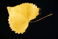 Cottonwood Leaf in Water Royalty Free Stock Photo
