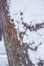 Cottonwood with Lichen and Snow