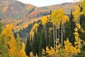 Cottonwood in the mountains