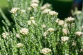 Cottonwood (ozothamnus leptophyllus) flowers