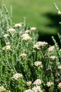 Cottonwood (ozothamnus leptophyllus) flowers