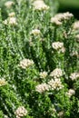 Cottonwood (ozothamnus leptophyllus) flowers