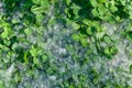 Cottonwood Seeds among the Clover Royalty Free Stock Photo