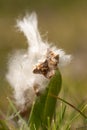 Cottonwood Seeds