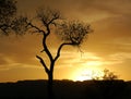 Cottonwood sunset Royalty Free Stock Photo