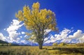 Cottonwood tree in fall colors, Grand Teton National Park, Jackson, WY