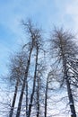 Cottonwood tree grove in winter Royalty Free Stock Photo