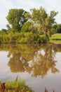 Cottonwood tree reflection on small lake