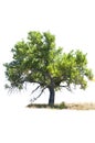 Cottonwood tree isolated on white