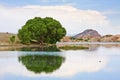 Cottonwood Tree and Lake Royalty Free Stock Photo