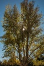 Cottonwood Tree