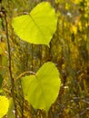 Cottonwood tree leaf
