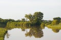 Cottonwood tree reflection on small lake