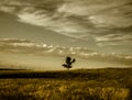 Cottonwood Tree Sepia Clouds in the Sky Royalty Free Stock Photo