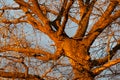 Cottonwood Tree at Sunrise