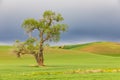 Cottonwood tree in wheat field under storm clouds in the Palouse hills Royalty Free Stock Photo