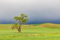 Cottonwood tree in wheat field under storm clouds in the Palouse hills Royalty Free Stock Photo