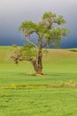 Cottonwood tree in wheat field under storm clouds in the Palouse hills Royalty Free Stock Photo