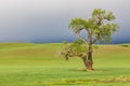 Cottonwood tree in wheat field under storm clouds in the Palouse hills Royalty Free Stock Photo