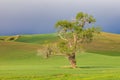 Cottonwood tree in wheat field under storm clouds in the Palouse hills Royalty Free Stock Photo