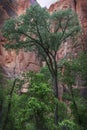 Cottonwood Tree in Zion National Park Royalty Free Stock Photo