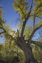 Cottonwood trees in the canyons of the southwest. Fall in the desert of Arizona