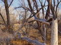 Riparian Landscape of the Colorado River