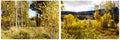 Cottonwood trees willow aspen autumn color collage