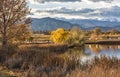 Cottonwoods on Stearns Lake in Autumn Royalty Free Stock Photo