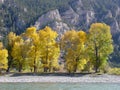 Cottonwoods, Yellowstone River, Montana Royalty Free Stock Photo