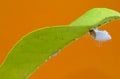 Cottony cushion scale insect Icerya purchasi on a lemon leaf