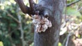 Cottony cushion scale on lemon tree.